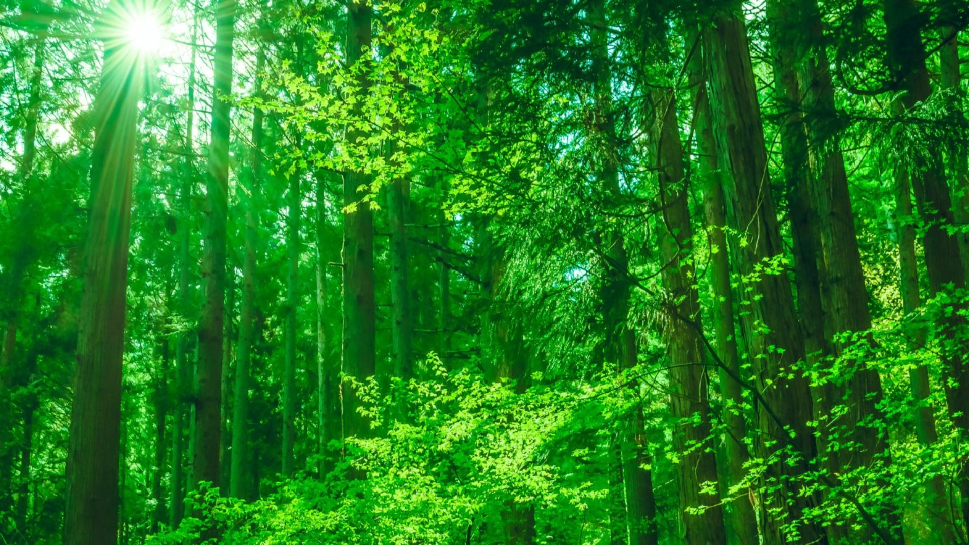 ふじのくに美しい森林づくり　緑の基金